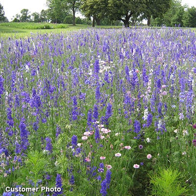 Golf Course Sustainability Wildflower Seed Mix - Image 4