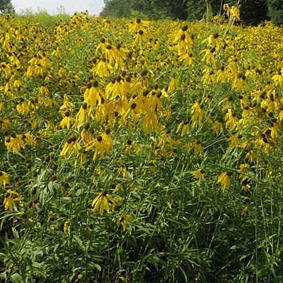 Grey Headed Coneflower Seeds - Image 3