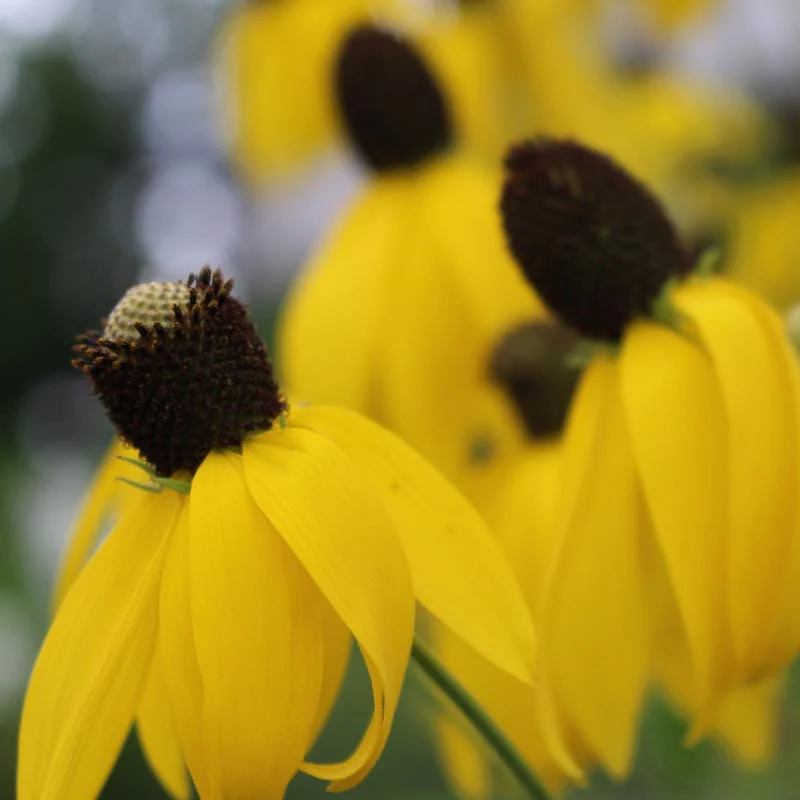 Grey Headed Coneflower Seeds - Image 4