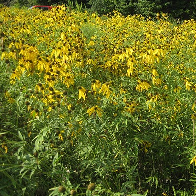 Grey Headed Coneflower Seeds - Image 9
