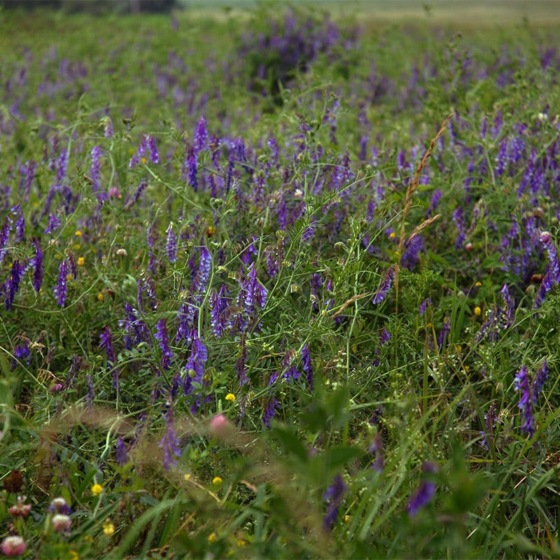 Hairy Vetch Seeds - Image 2