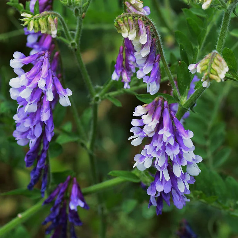 Hairy Vetch Seeds - Image 3