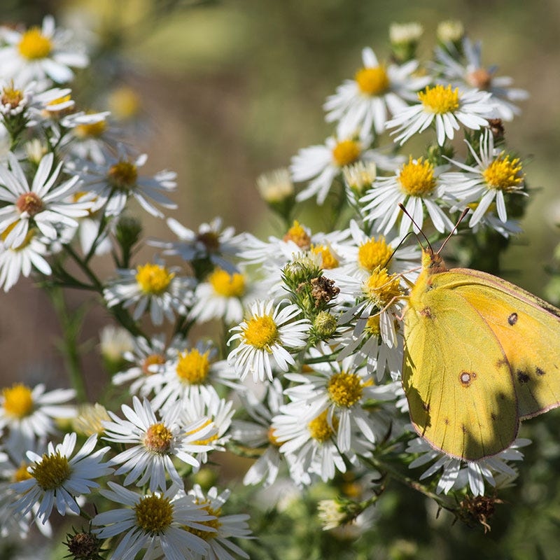 Heath Aster Seeds - Image 2