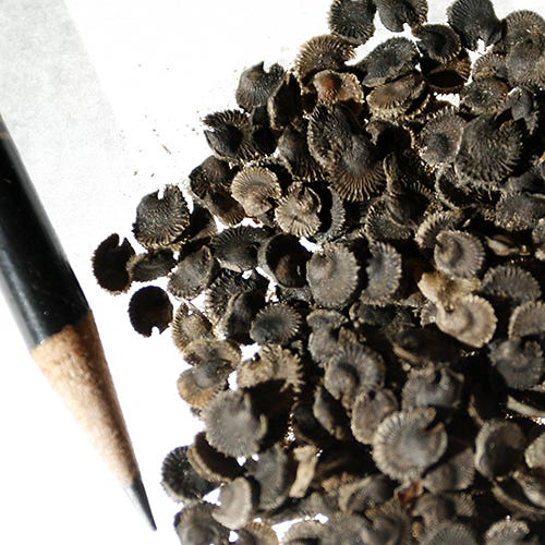 Hollyhock Seeds - Image 3
