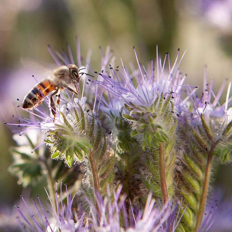 Honey Bee Wildflower Seed Mix