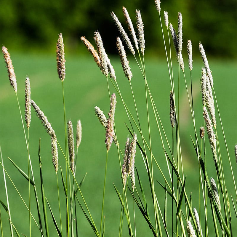Horse Pasture and Hay Seed Mix - Image 6