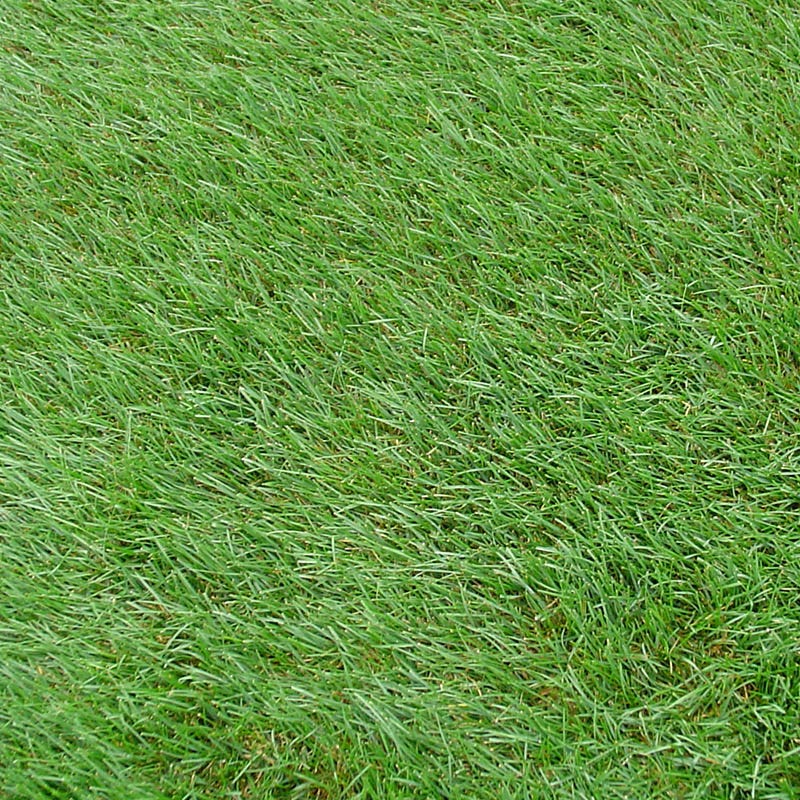 Horse Pasture and Hay Seed Mix - Image 7
