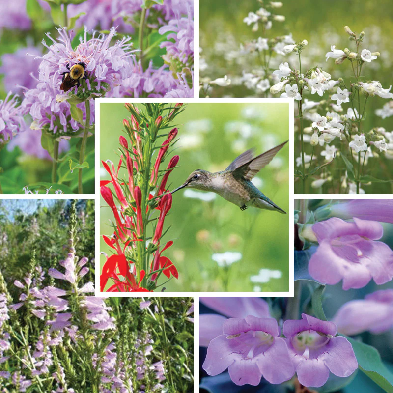 Hummingbird Essentials Native Seed Packet Set