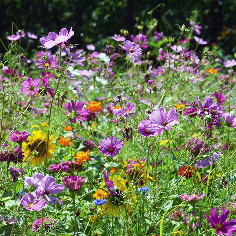 Hummingbird Nectar Wildflower Seed Mix - Image 3