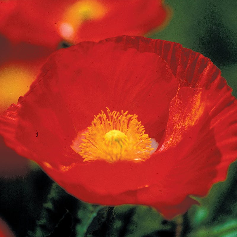 Iceland Poppy Seeds - Image 4