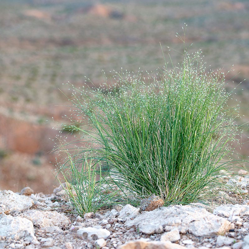 Indian Ricegrass Seeds - Image 3