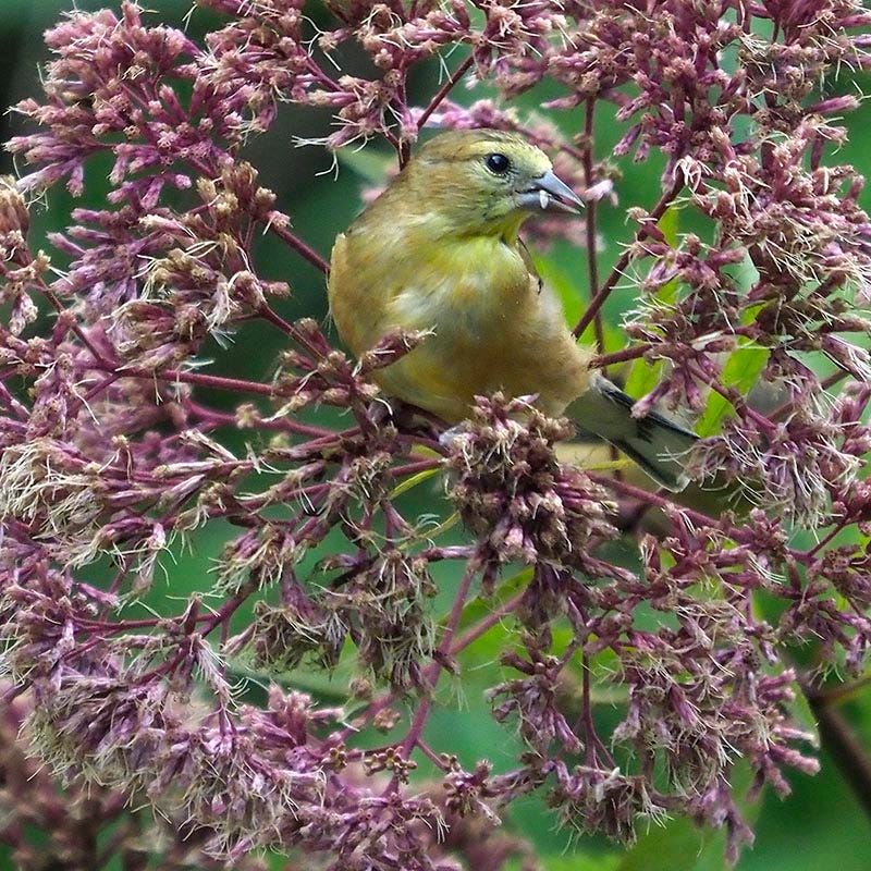 Joe Pye Weed Seeds - Image 4