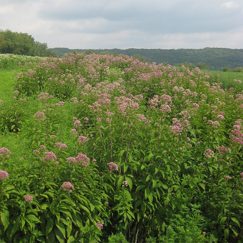 Joe Pye Weed Seeds - Image 5