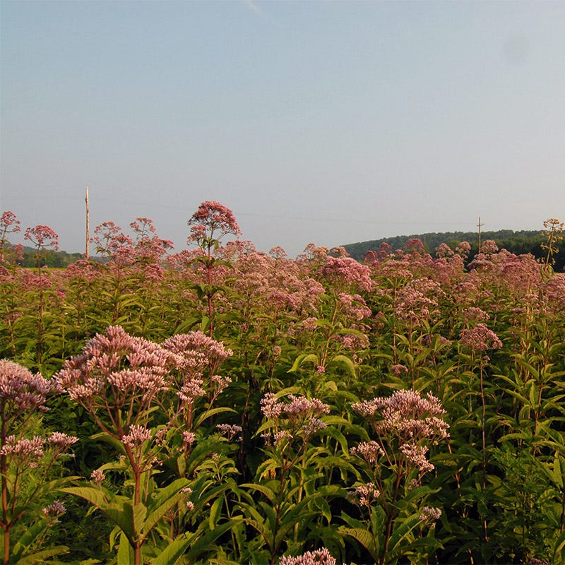 Joe Pye Weed Seeds - Image 7