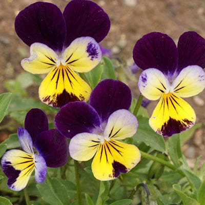 Johnny Jump Up Seeds - Image 2