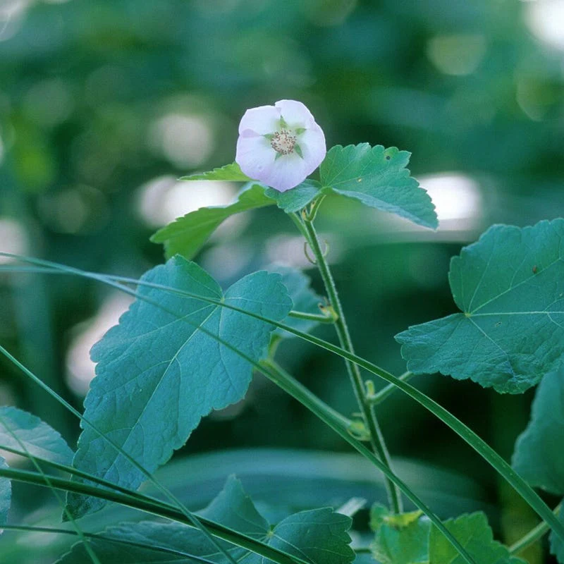 Kankakee Mallow Seeds - Image 2