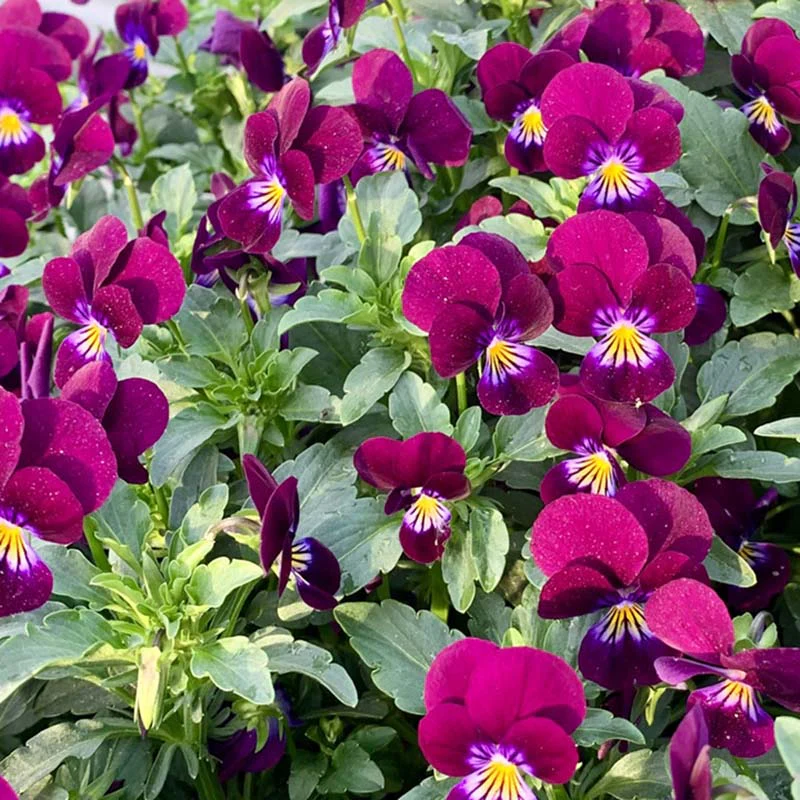 King Henry Horned Violet Seeds