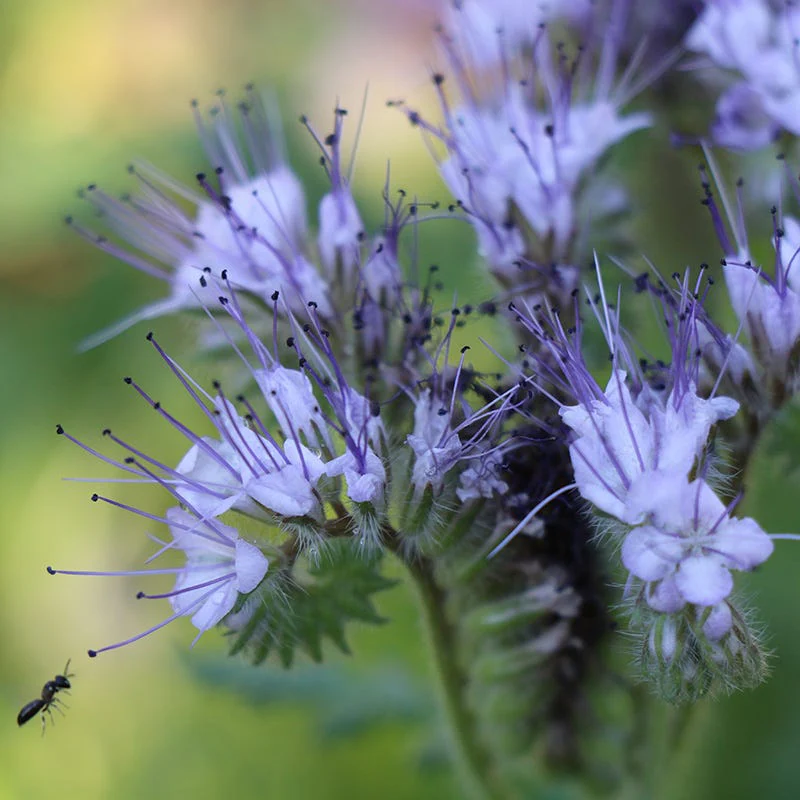 Lacy Phacelia Seeds - Image 2