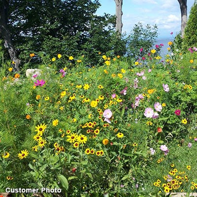 Landscaper's Big Blooms Wildflower Seed Mix - Image 5