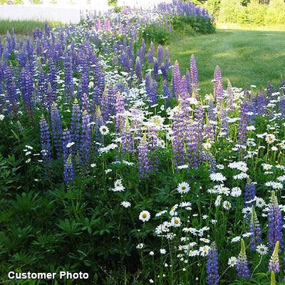 Landscaper's Big Blooms Wildflower Seed Mix - Image 8