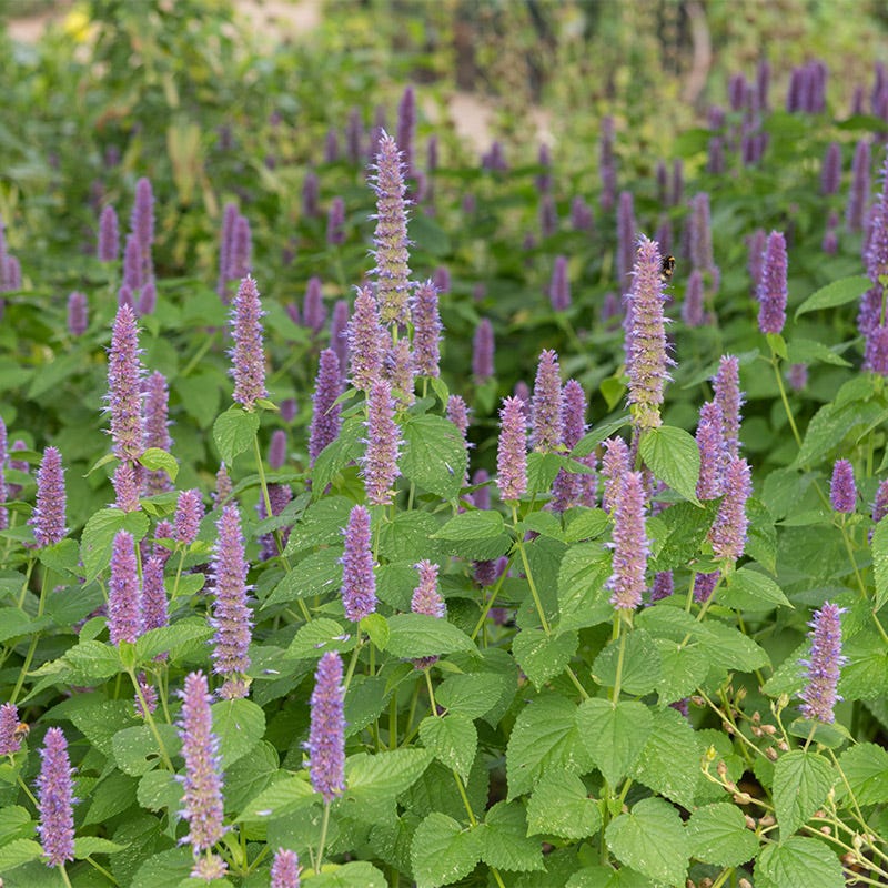 Lavender Hyssop Seeds - Image 2