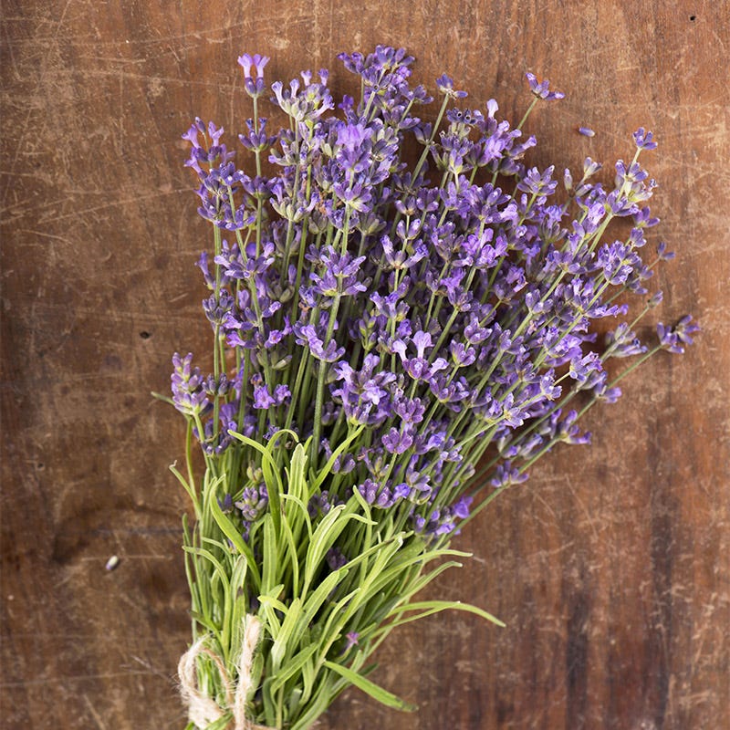 Munstead Lavender Seeds - Image 2