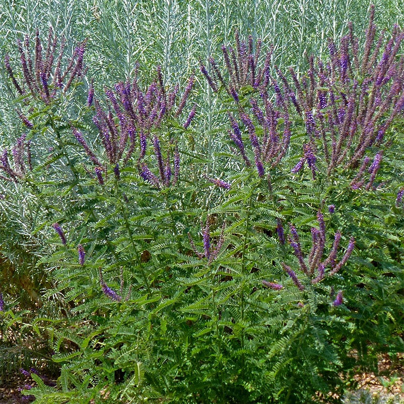 Lead Plant Seeds - Image 2