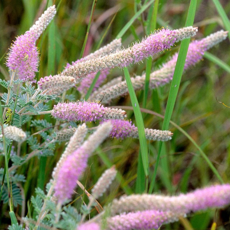 Lead Plant Seeds - Image 3