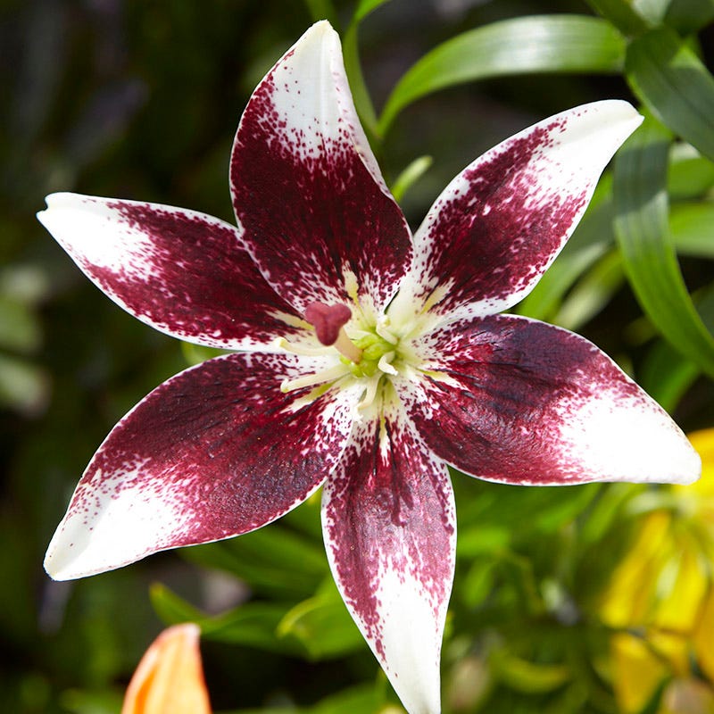 Hot Chocolate Asiatic Lily Bulbs Mix - Image 2