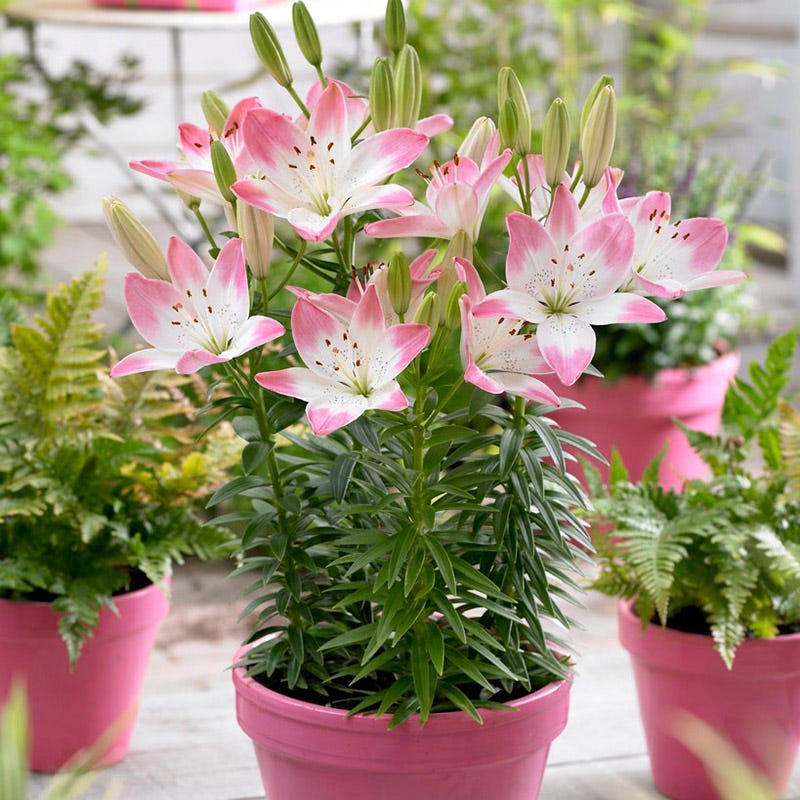 Sugar Love Lily - Image 2