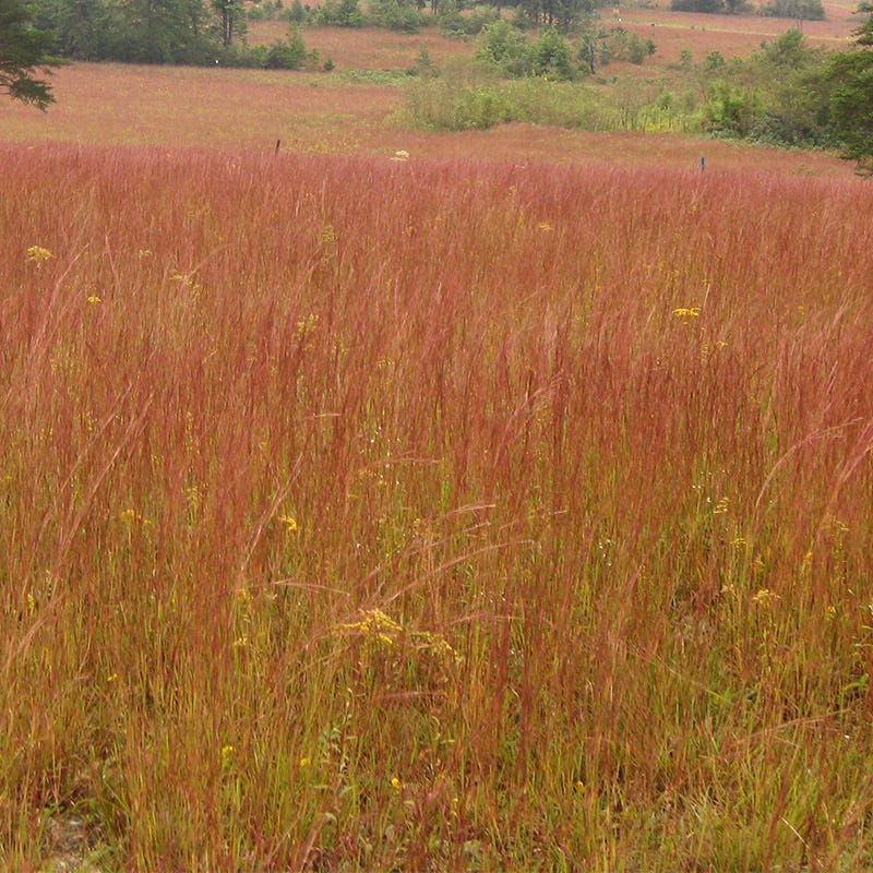 Little Bluestem Grass Seeds - Image 5