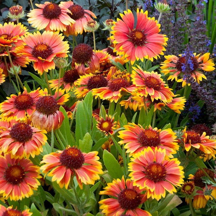 Lively Butterfly Meadow Native Pre-Planned Garden - Image 12