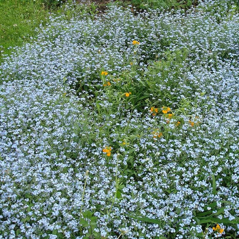 Low Grow Wildflower Seed Mix - Image 3