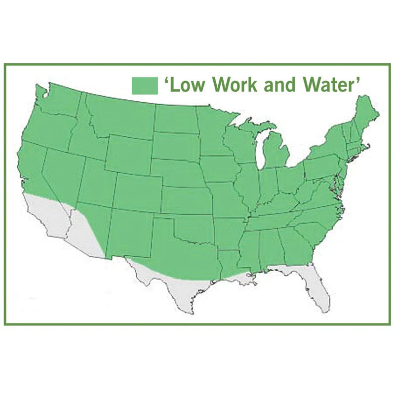 Low Work and Water Dwarf Fescue Grass Seed - Image 3
