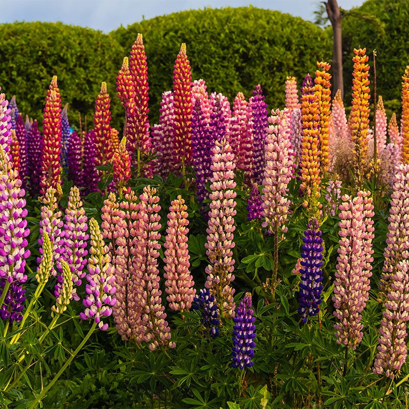 Lupine Seed Mix - Image 3