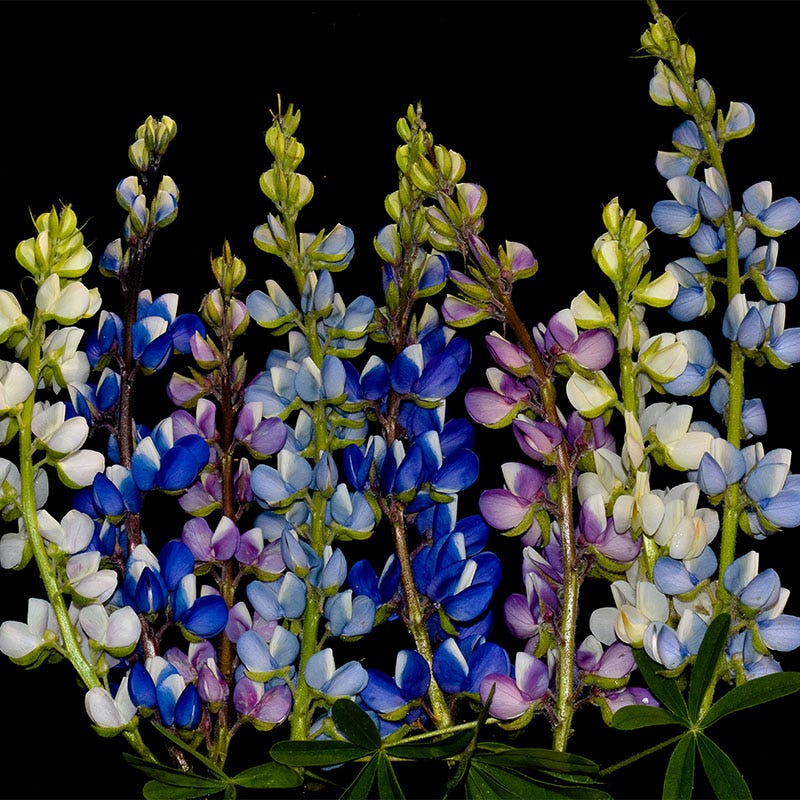 Lupine Seed Mix - Image 4