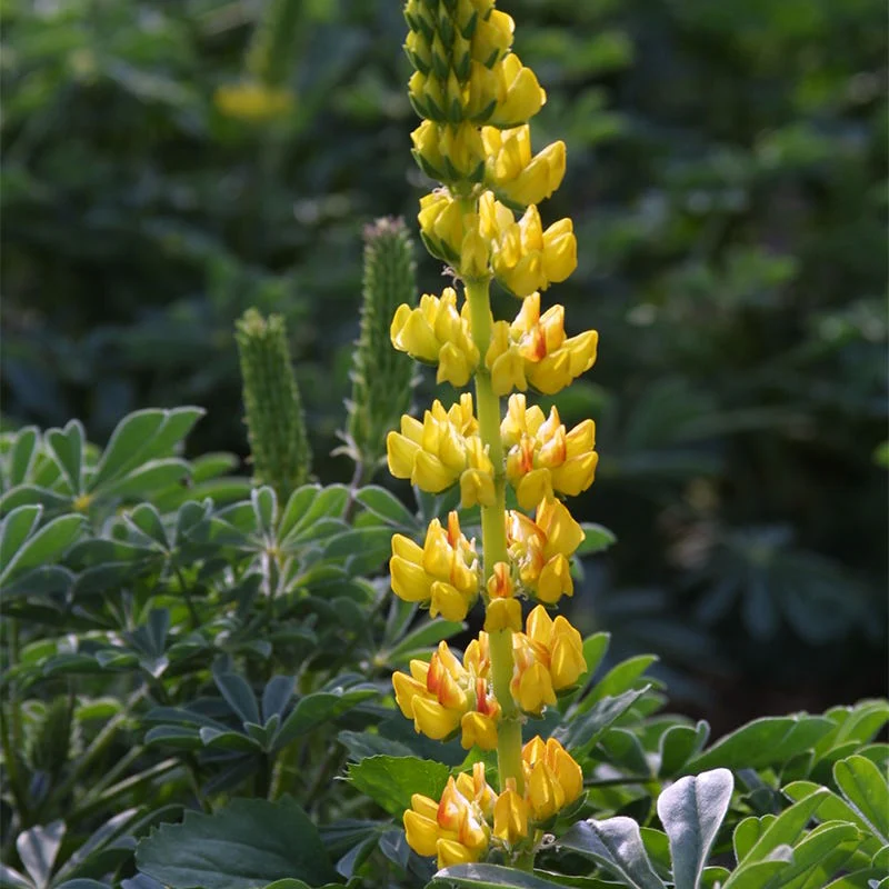 Lupine Seed Mix - Image 5