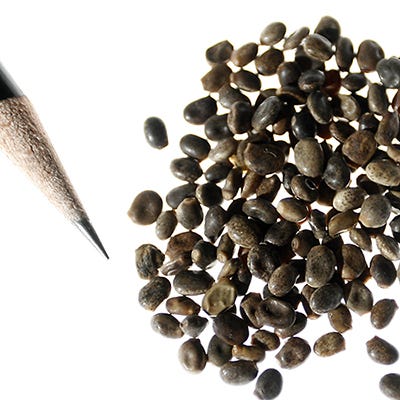 Lupine Seed Mix - Image 7