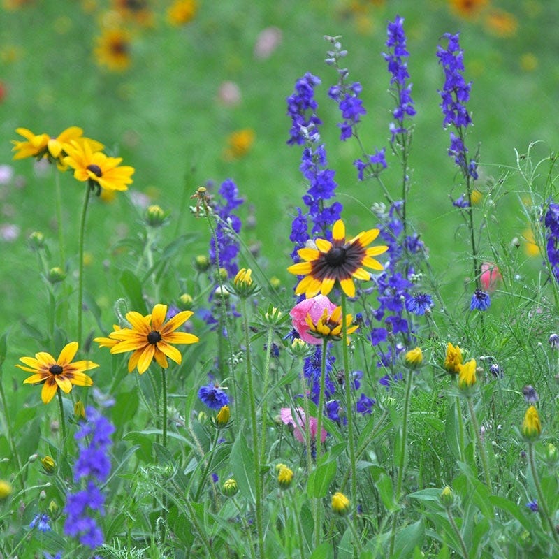 Maine Select Wildflower Seed Mix - Image 2