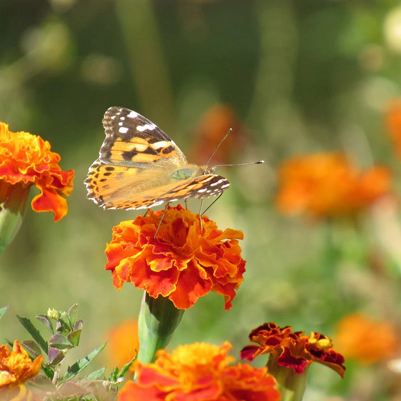 Sparky Marigold Seed Mix - Image 2