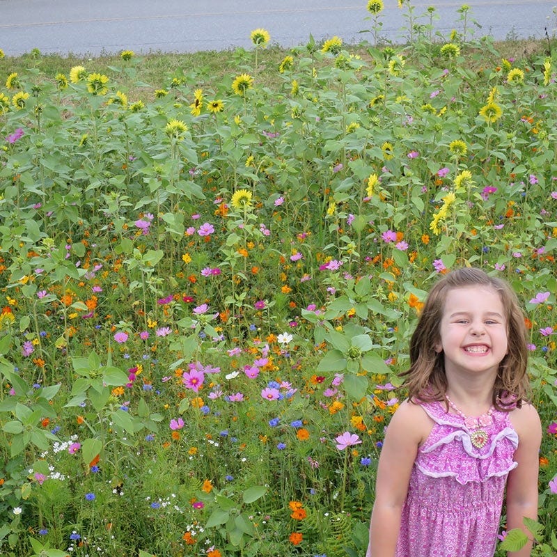 Massachusetts Select Wildflower Seed Mix - Image 2