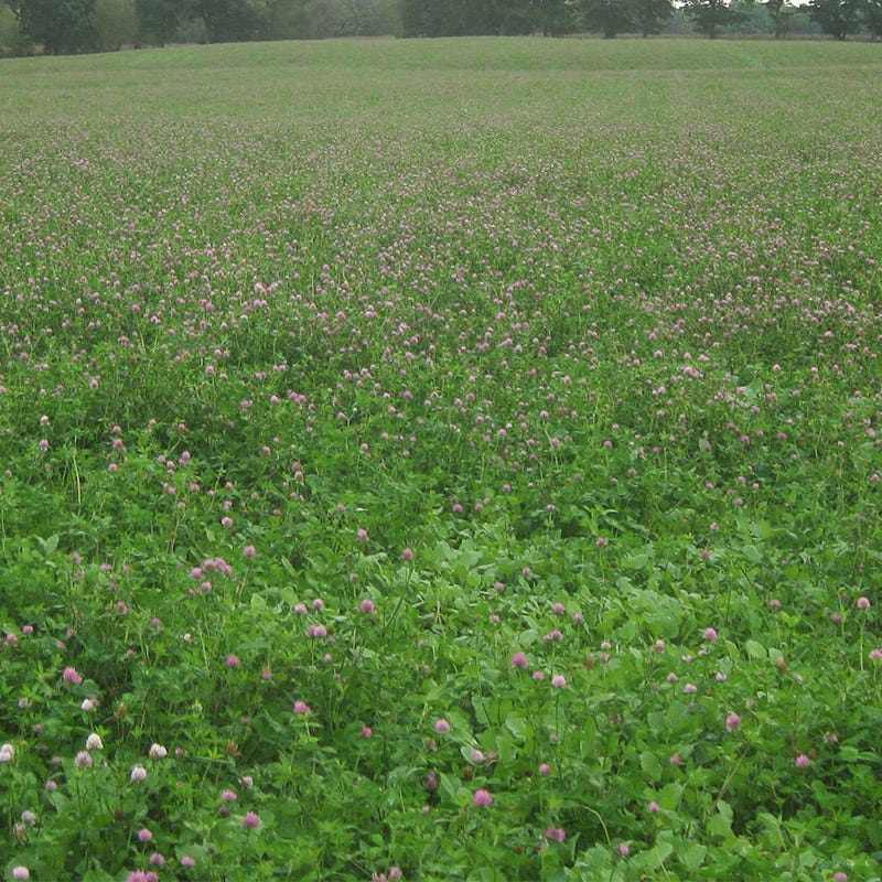 Medium Red Clover Seeds - Image 6