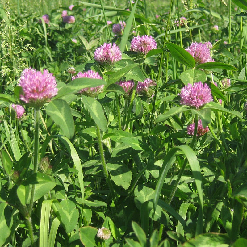 Medium Red Clover Seeds - Image 7