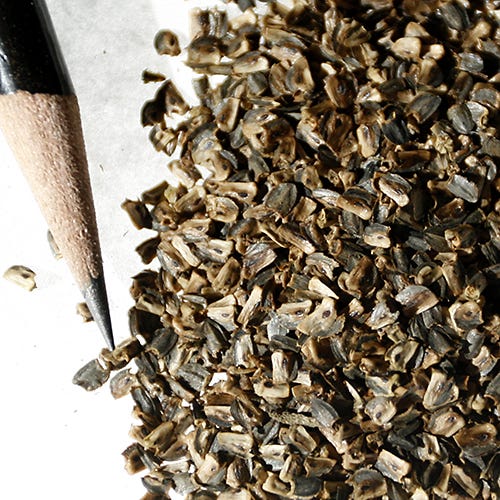 Mexican Hat Seeds - Image 4