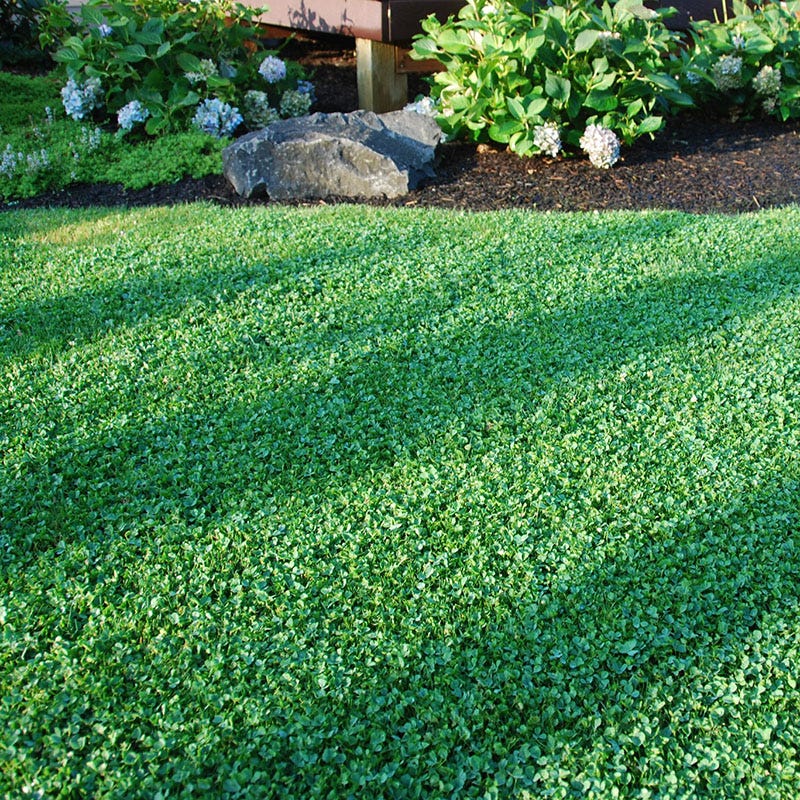 Microclover® Seed - The Original Low-Maintenance Lawn