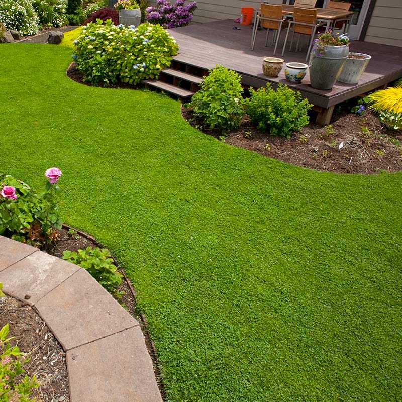 Microclover® Seed - The Original Low-Maintenance Lawn - Image 4