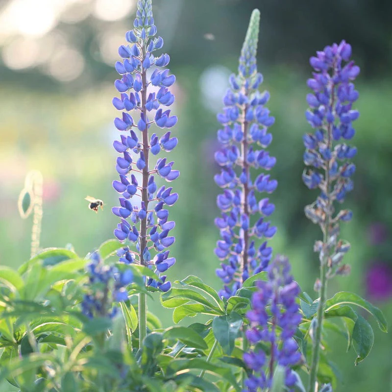 Midwest Pollinator Wildflower Seed Mix - Image 10
