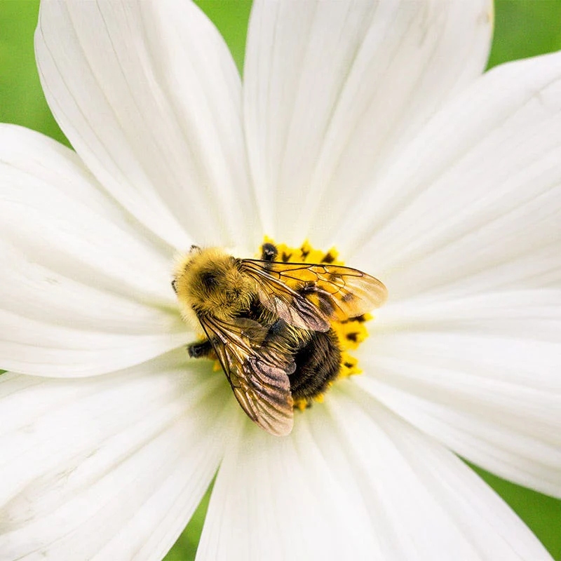 Midwest Pollinator Wildflower Seed Mix - Image 9