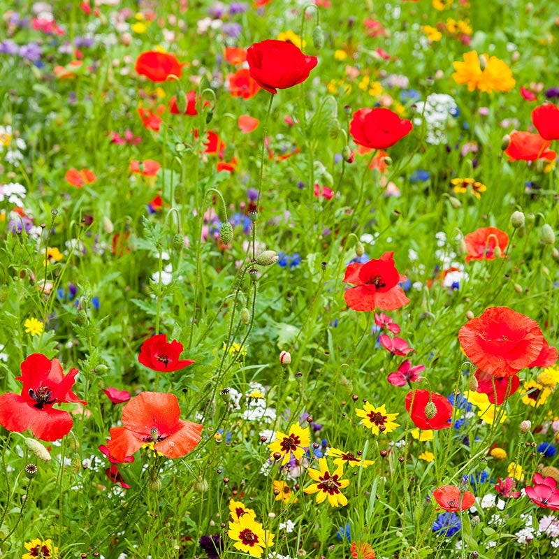 Midwest Select Wildflower Seed Mix