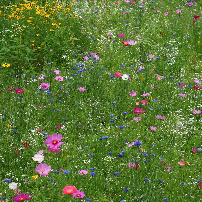 Midwest Select Wildflower Seed Mix - Image 12